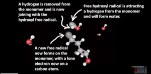 The Polymerization (Clotting) of Blood : A Model