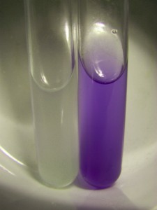  A positive Biuret protein test result