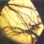 miccheb5 fibers